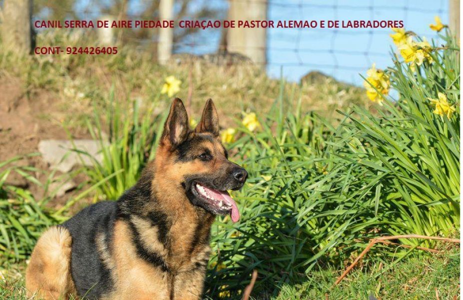 Pastores alemaes de qualidade  com pediggre 