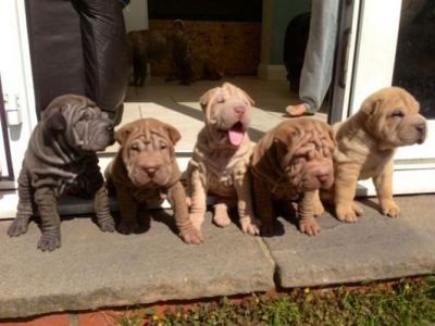 Shar pei cachorros para venta