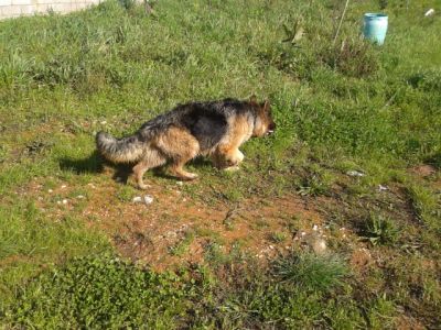 PASTOR ALEMAO DE QUALIDADE - 967888237