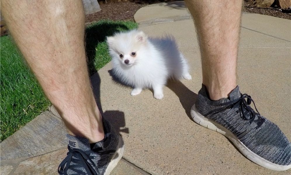 Filhotes de cachorro pomeranian minúsculos