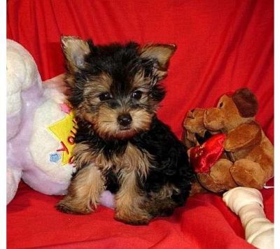 potty treinados cachorros yorkshire