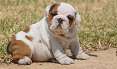 Inglês bulldog cachorrinho, Inglês - 100 €