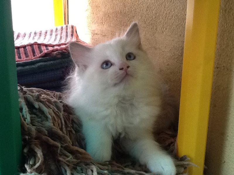 Gatinhos ragdoll