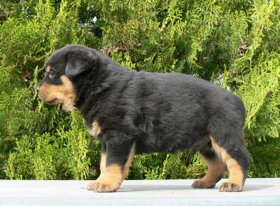 belo macho e fêmea filhotes de Rottweiler