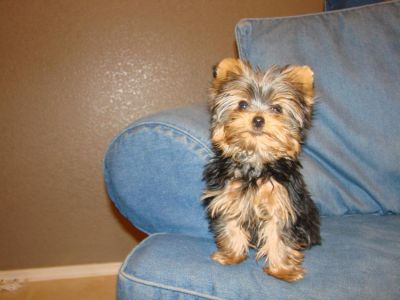 Yorkshire filhotes disponíveis para adoção