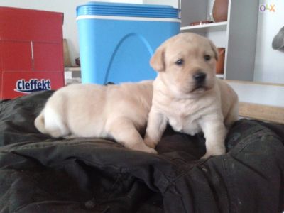 LABRADORES COM PEDIGGRE 