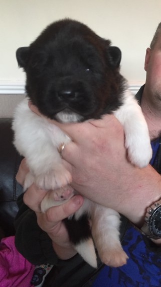 Akita Filhotes 10 / semanas