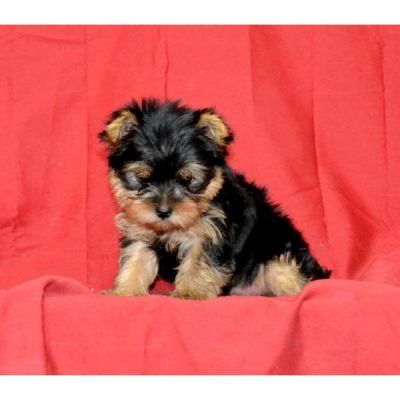 Yorkshire Terrier para adoção