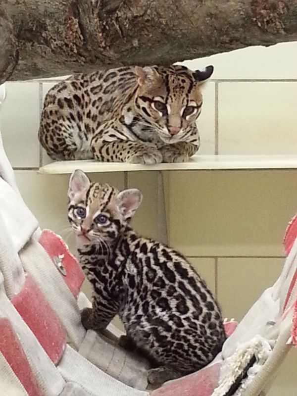 Exóticos serval, caracal, jaguatirica e savana (F1, F2 e F5) gatinhos disponíveis para venda