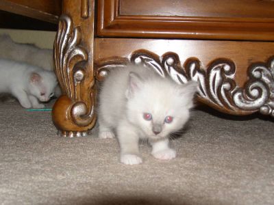 Ragdoll gatinhos para adoção.