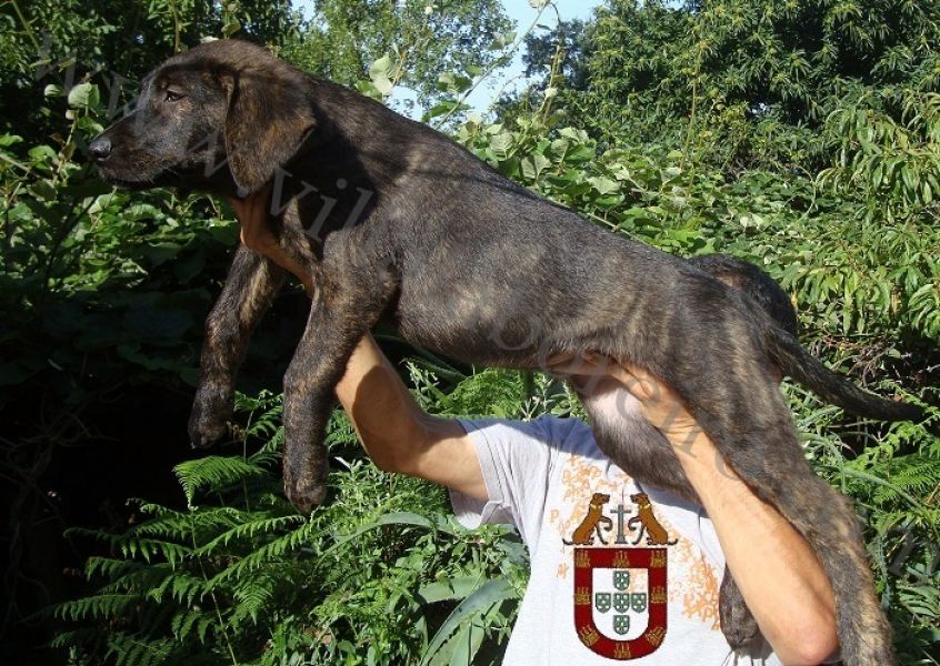 Cachorros Castro Laboreiro de Qualidade Superior (Linhas Tradicionais de Trabalho e Companhia))