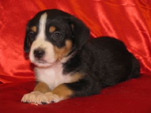 Maior cão suíço da montanha Venda