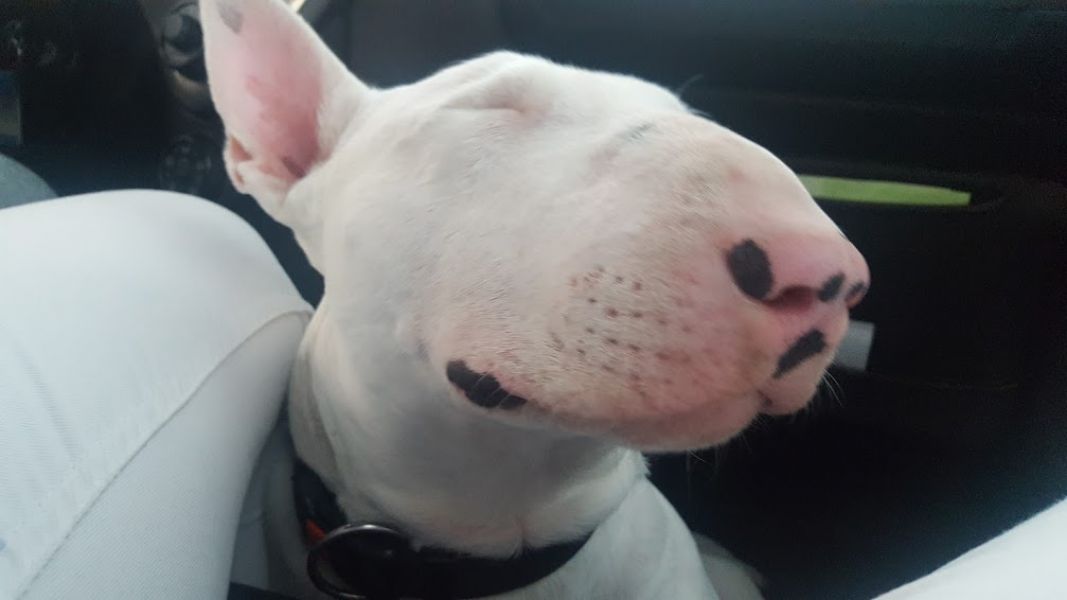 Bull Terrier com LOP para acasalar