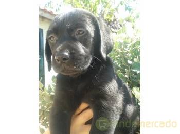 X MASS GIFTVendo excelente ninhada de labradores retriver