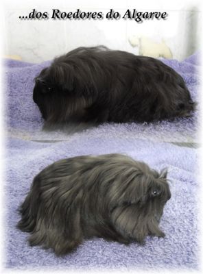 Chinchilas e Porquinhos da India