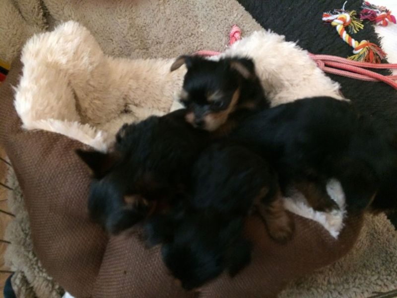 Filhotes de Yorkshire Terrier surpreendentes