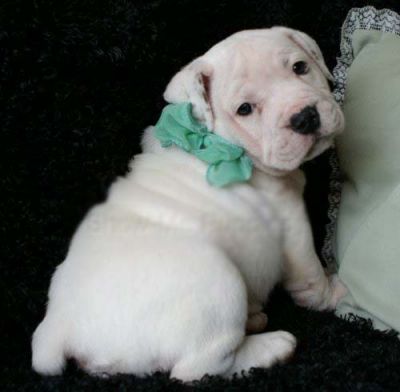 masculino e feminino inglês bulldog cachorros