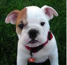 FILHOTES Bulldog