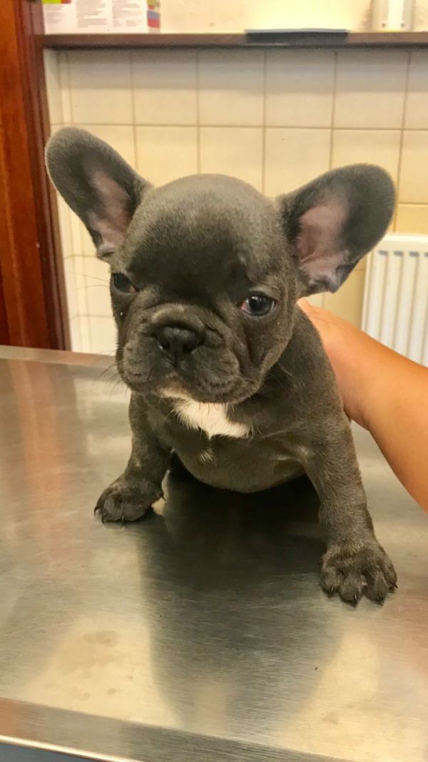 Filhotes Bulldog Francês Saudáveis de Qualidade