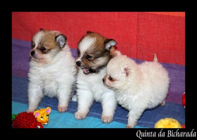 Vende-se cachorros de cores raras e espectaculares
