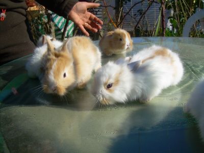 Hamsters russo e Coelhos anões