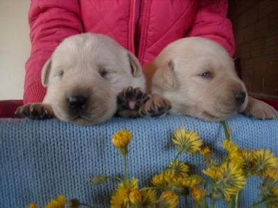 bem excêntrico filhotes labrador retriever treinados para adopção