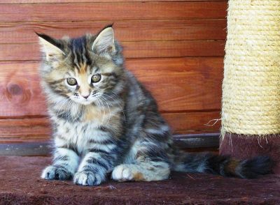 Gatos de raça Maine Coon