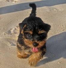 Dois filhotes de Yorkshire para adoï¿½ï¿½o.