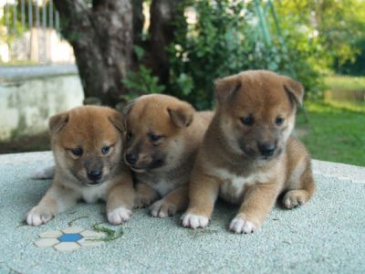 Shiba Inu adoráveis ​​filhotes para adoçã