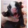 Ele oferece dois anos de Bulldog Inglês 