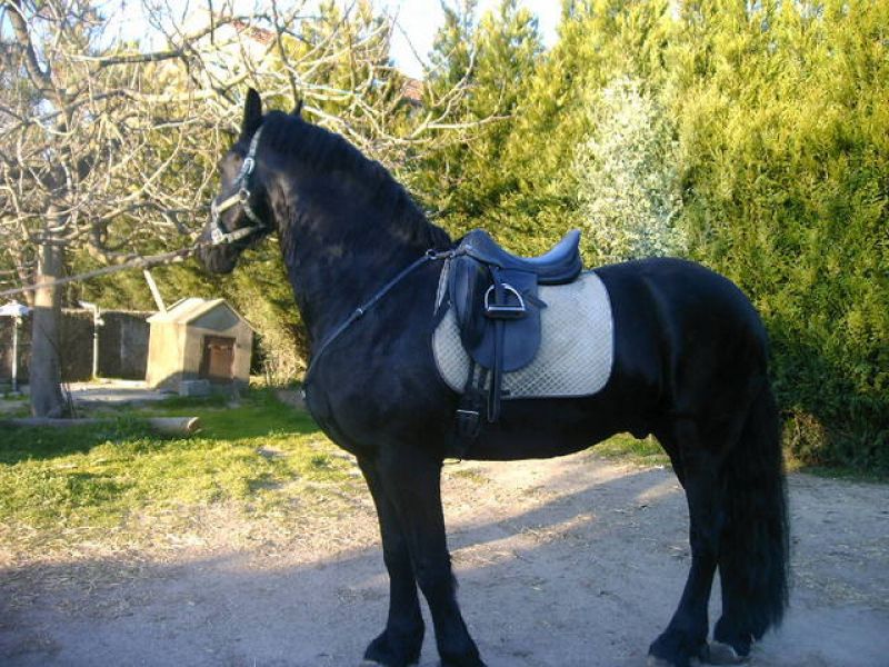 1 macho e 1 fêmea cavalo para copa do mundo.