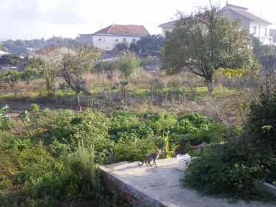 LOTES DE TERRENO URBANIZADOS