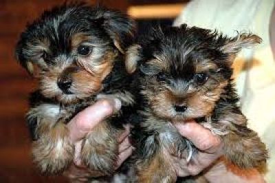 2 Yorkie cachorros disponíveis