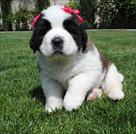 Filhotes São Bernardo para adoção tenho duas belas São Bernardo,