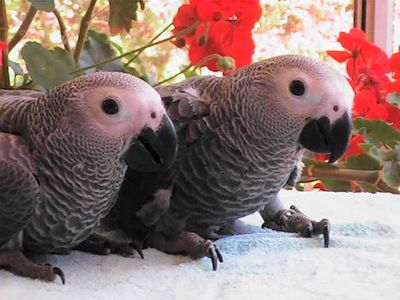 Doce africano cinzento papagaios fro adoção