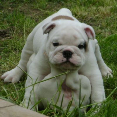 Natal Inglês bulldog cachorros para adopção.