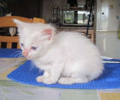 Gatinhos brancos de olhos azuis e verdes