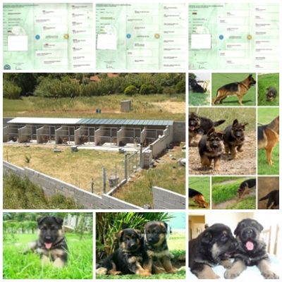 PASTOR ALEMAO DE QUALIDADE - 967888237