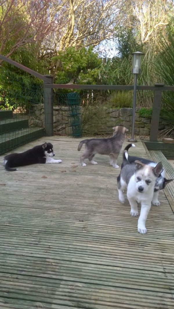 Ninhada de cachorros Siberian Husky.