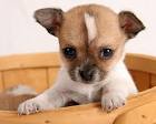 Adorable chihuahua cachorros para seus filhos