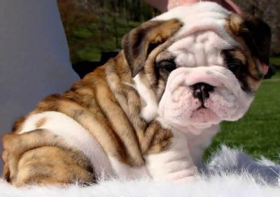 Nemesis Chefe AKC Bulldog Inglês Puppies pai CAMPEÃO Lyerly de