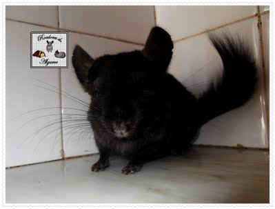 Chinchilas e Porquinhos da India