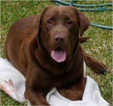 Labradores de qualidade com pedigre -- 967888237