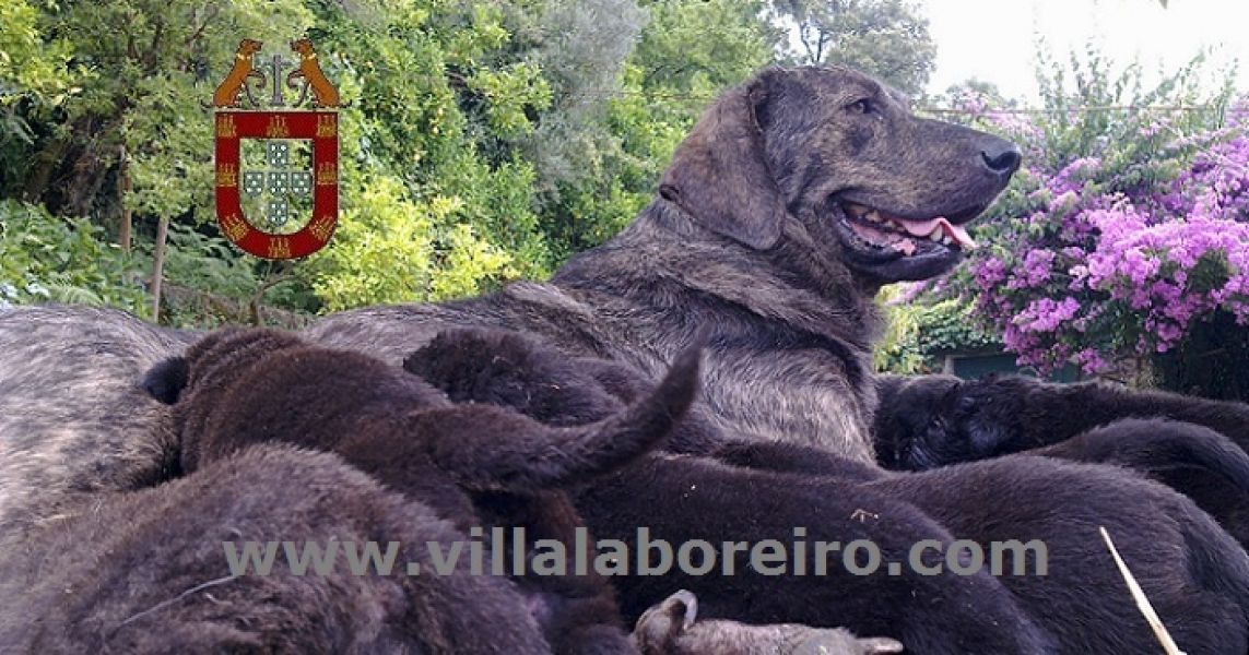 Cachorros Castro Laboreiro de Eleição - Rusticidade Carácter e Nobreza