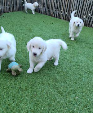 Filhotes de Golden Retriever