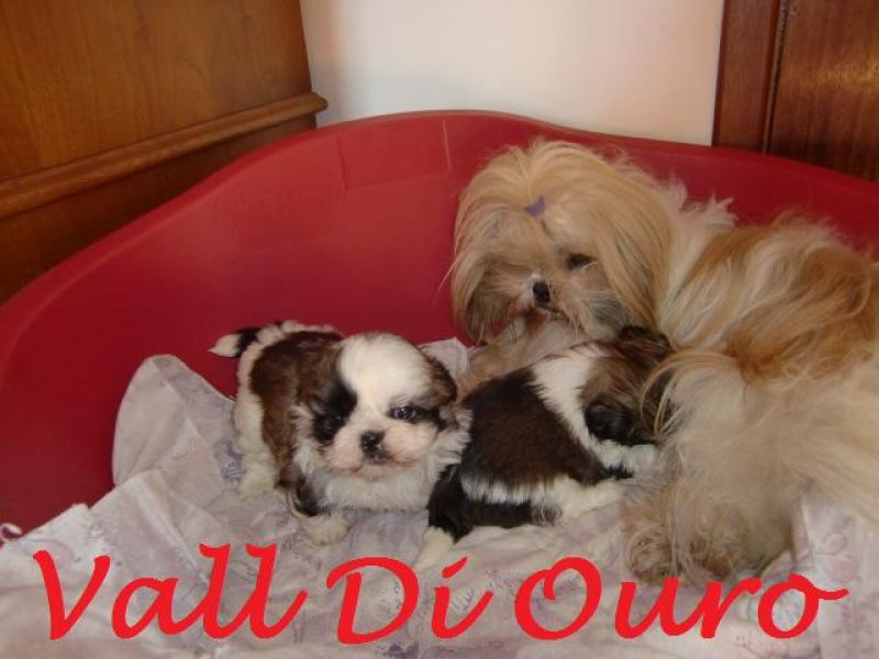 Shih tzu muito fofinhos