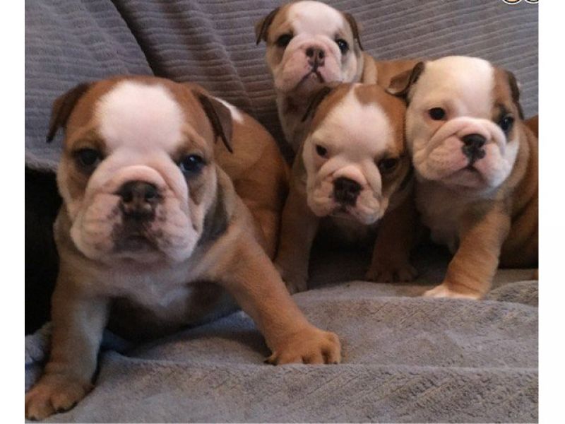 Filhotes de buldogue inglês impressionantes