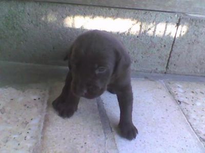 Cães Raça Labrador com LOP — Negreiros 