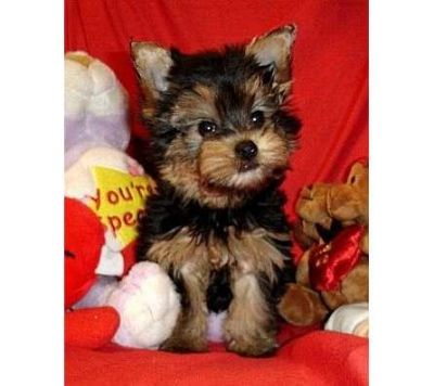 Yorkshire Terrier para adoção‏