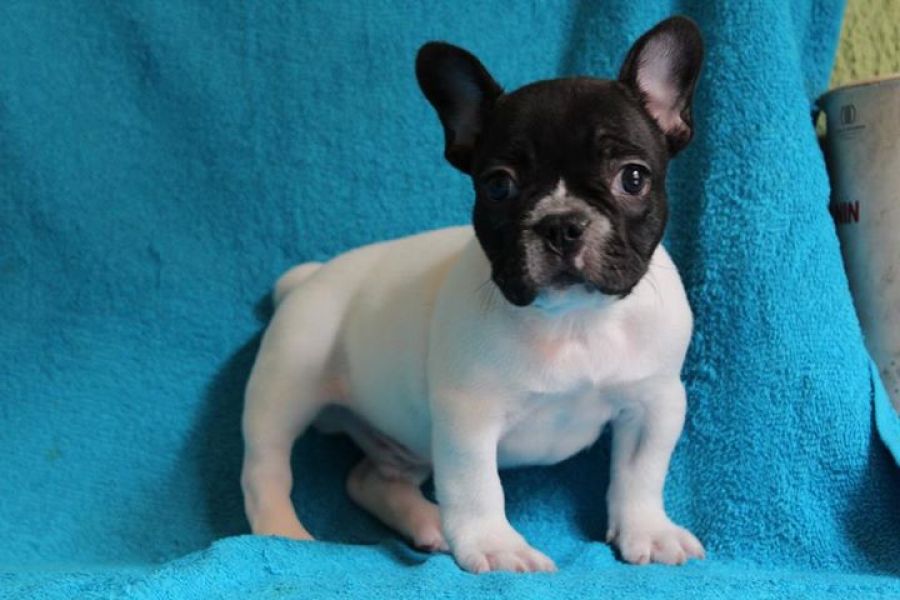 Filhotes de buldogue francês